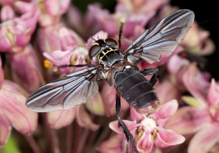 Trichopoda (Galactomyia) lanipes Tachinidae