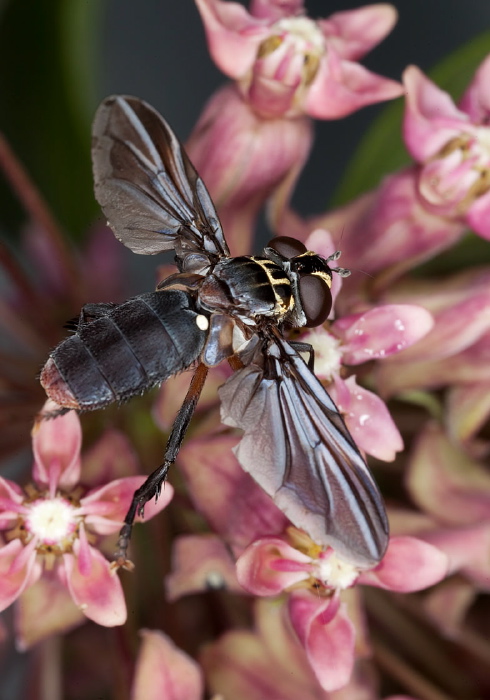 Trichopoda (Galactomyia) lanipes Tachinidae