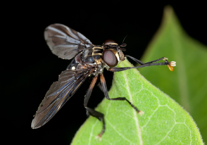 Trichopoda (Galactomyia) lanipes Tachinidae