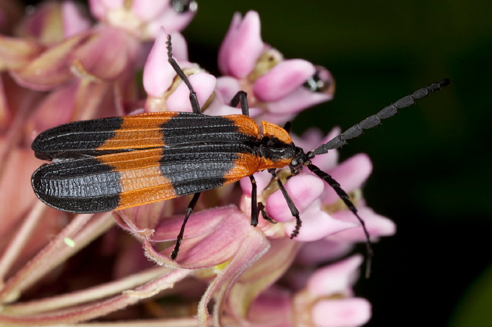 Calopteron reticulatum Lycidae