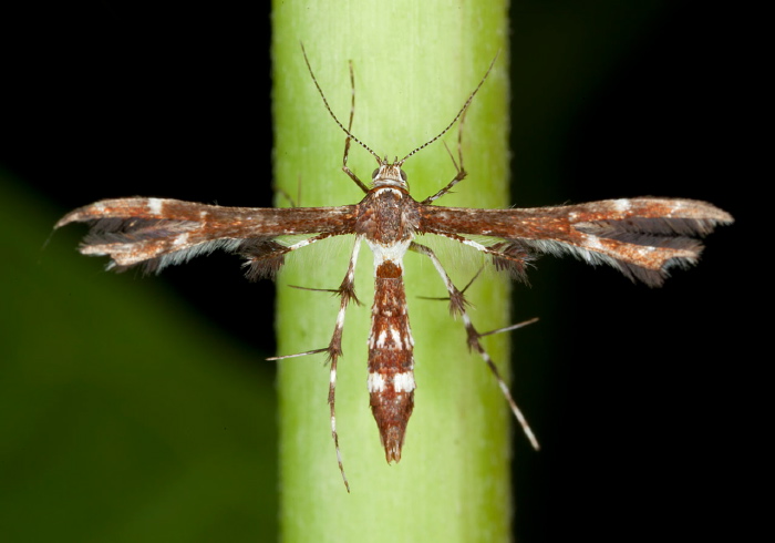 Geina tenuidactyla Pterophoridae