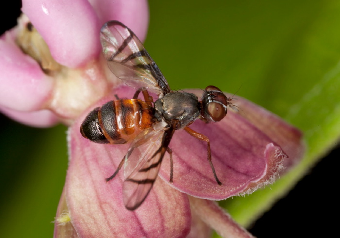 Rivellia colei or quadrifasciata? Platystomatidae