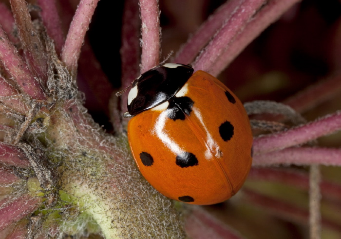 Coccinella septempunctata Coccinellidae