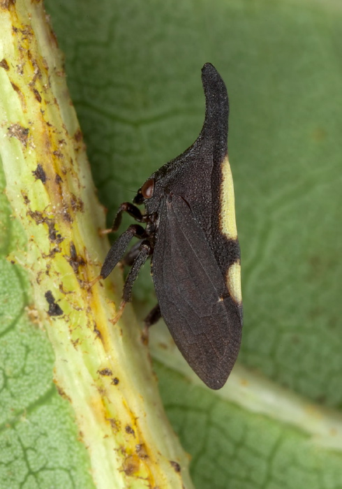 Enchenopa cf. binotata Membracidae