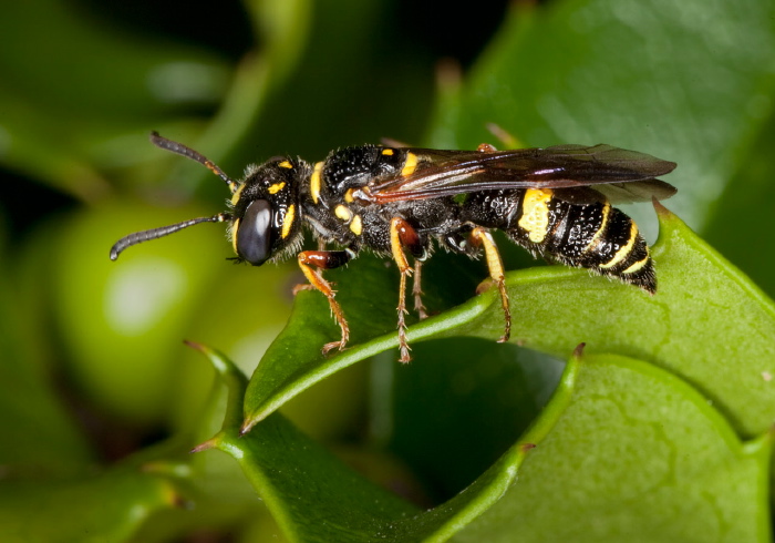 Philanthus gibbosus Crabronidae