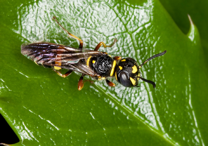 Philanthus gibbosus Crabronidae