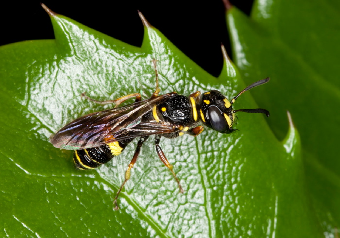 Philanthus gibbosus Crabronidae