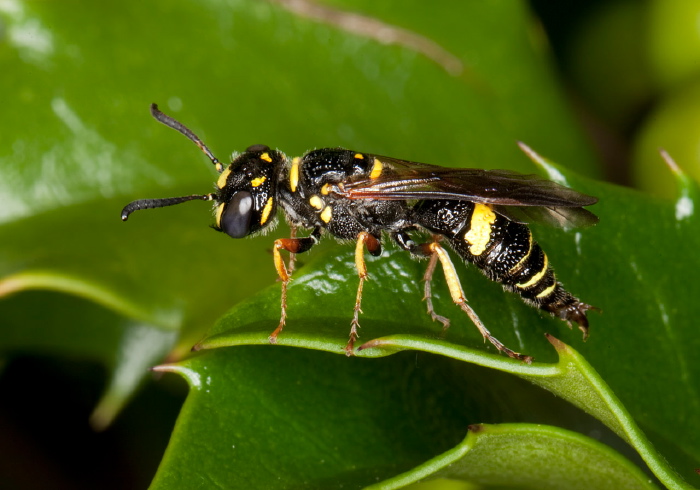 Philanthus gibbosus Crabronidae