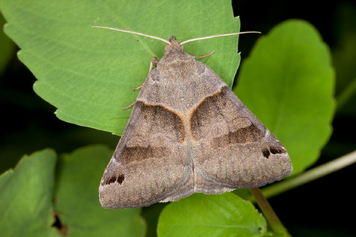 Caenurgina erechtea? Erebidae