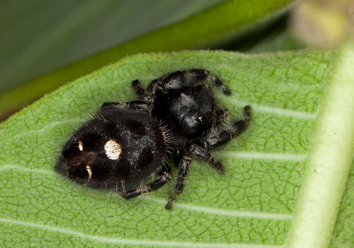 Phidippus audax Salticidae