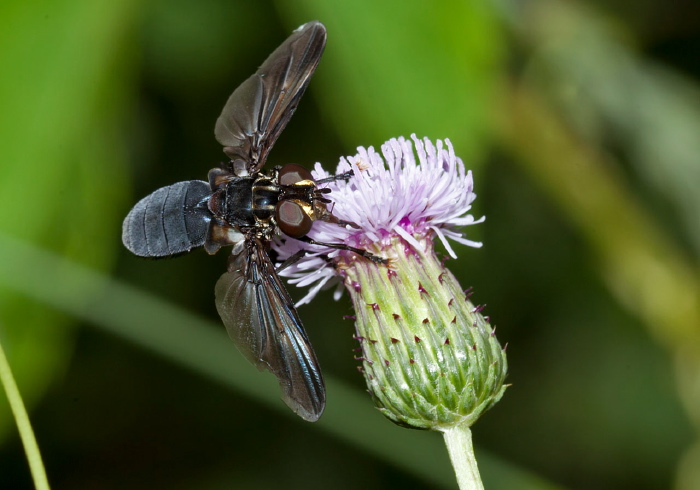 Trichopoda (Galactomyia) lanipes Tachinidae