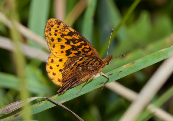 Boloria bellona Nymphalidae