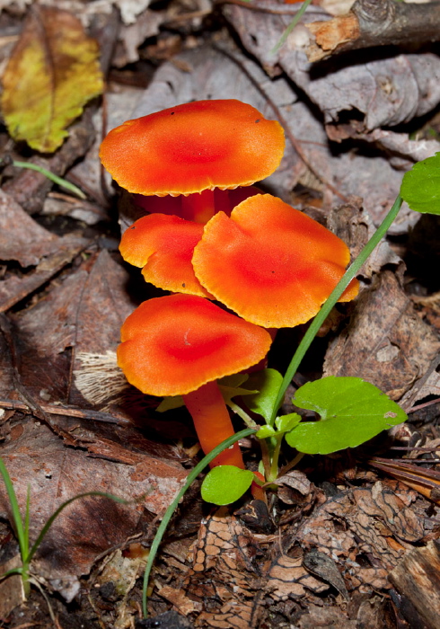 Hygrocybe cantharellus? Tricholomataceae?