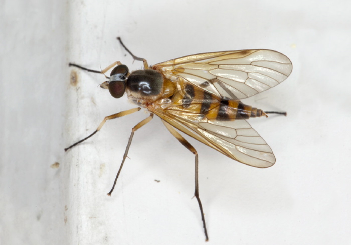 Rhagio sp. Rhagionidae