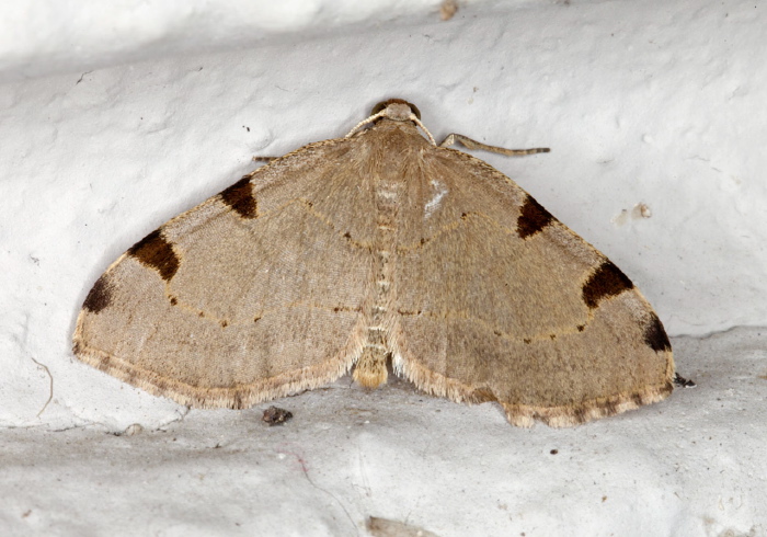 Heterophleps triguttaria Geometridae