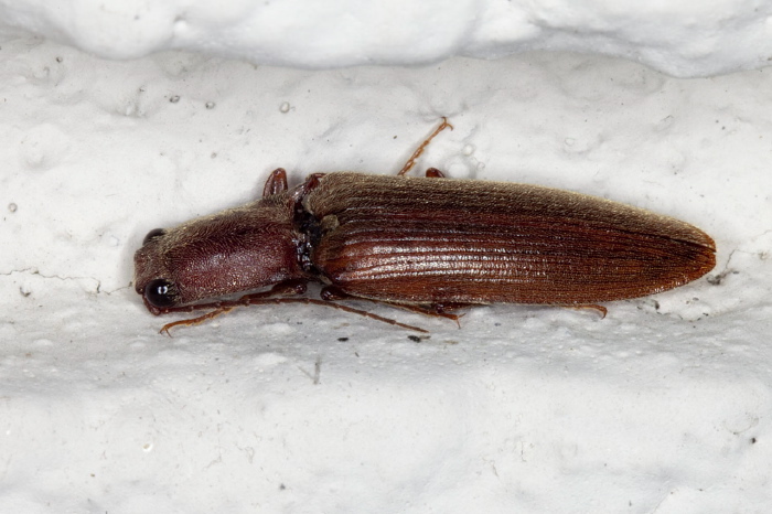 Ex-ctenicera pyrrhos Elateridae