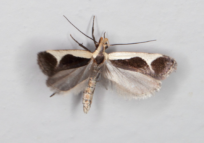 Dichomeris flavocostella Gelechiidae