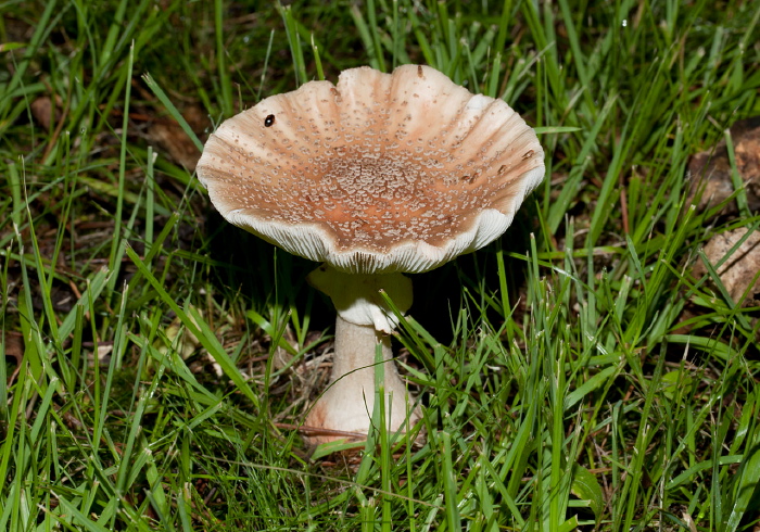 Amanita sp. Pluteaceae