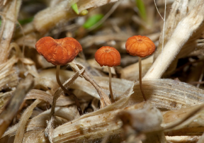 Marasmius sp.? Marasmiaceae