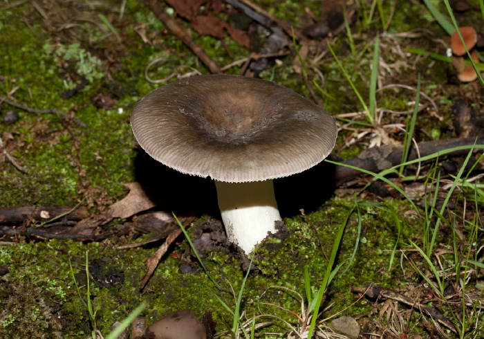   Russulaceae