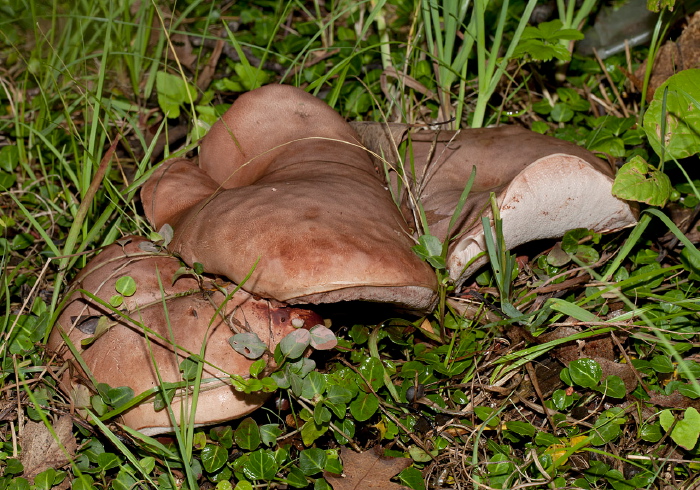 Tylopilus indecisus?  