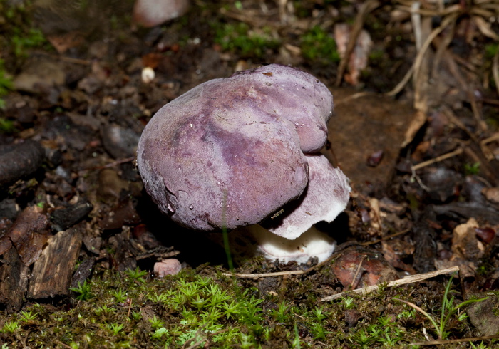   Russulaceae