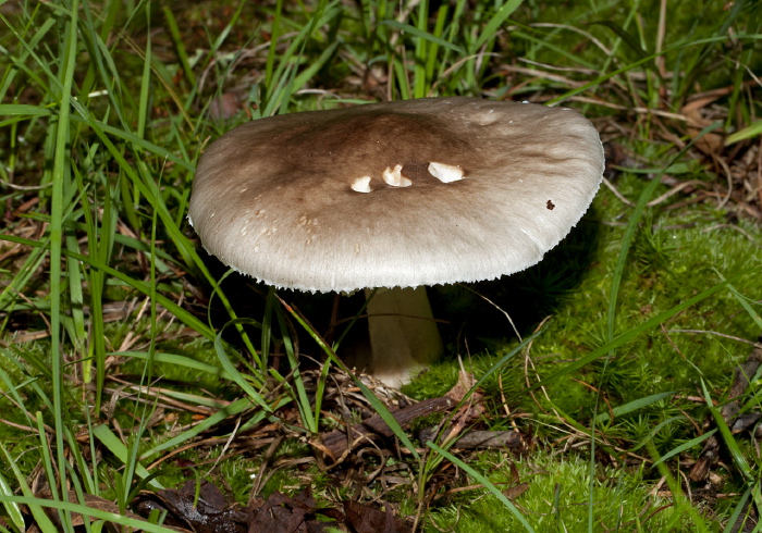 Amanita sp.? Pluteaceae