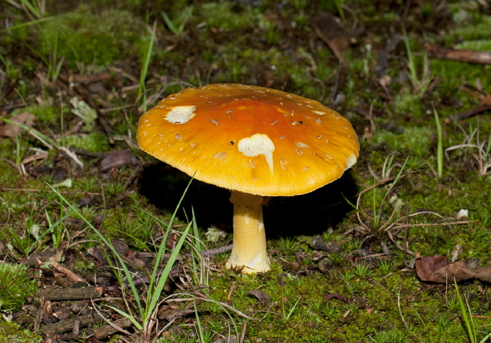 Amanita flavoconia? Pluteaceae