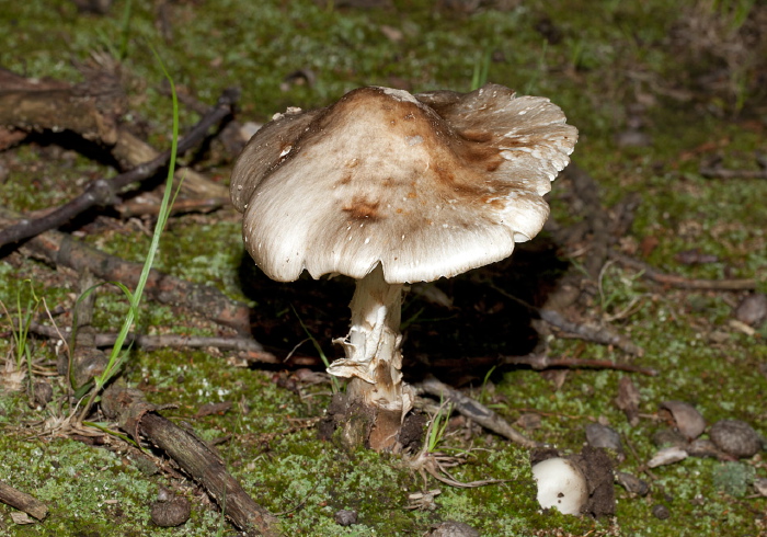 Amanita sp.? Pluteaceae