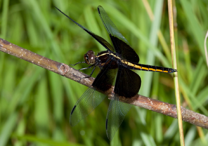 Libellula luctuosa Libellulidae