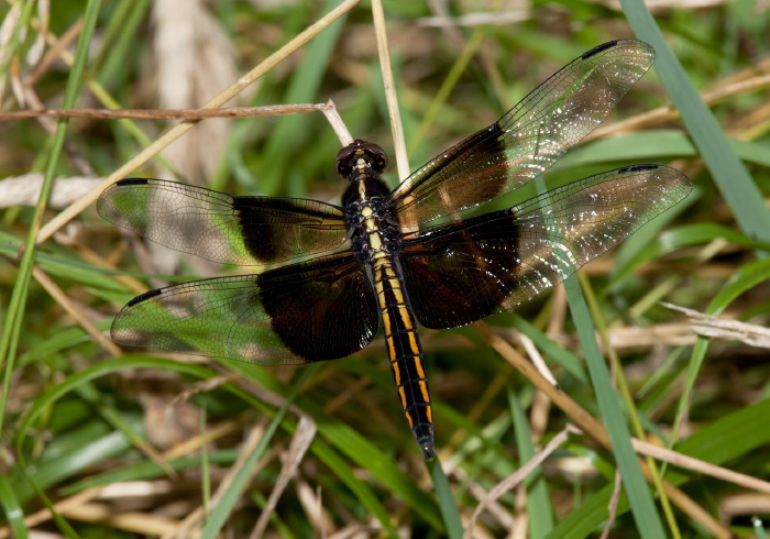 Libellula luctuosa Libellulidae