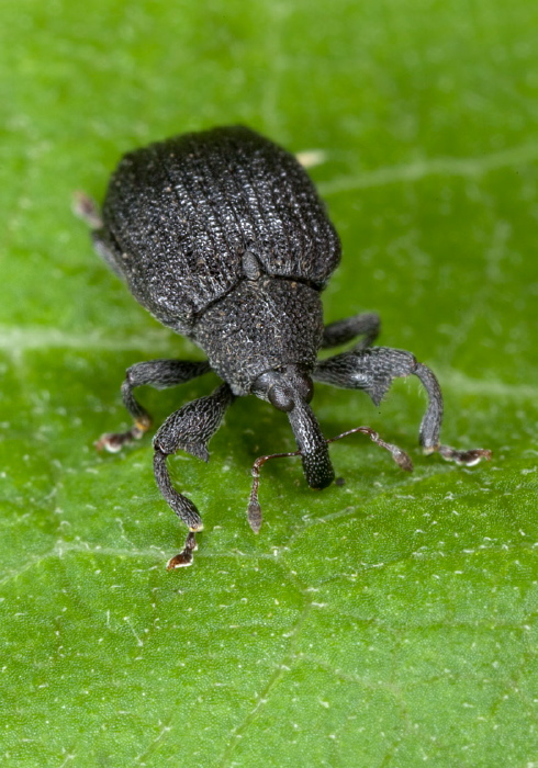 Odontopus calceatus Curculionidae