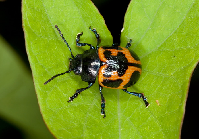 Labidomera clivicollis Chrysomelidae