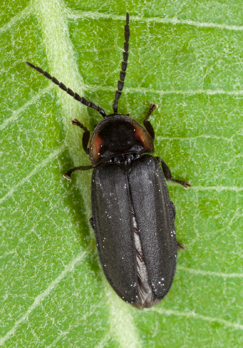 Pyropyga decipiens? Lampyridae