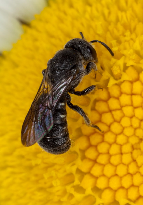 Stelis (Stelis) coarctatus Megachilidae