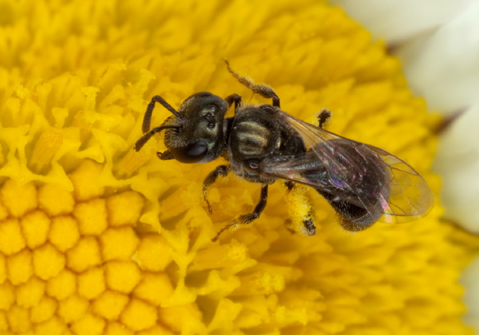 Lasioglossum (Dialictus) imitatum Halictidae