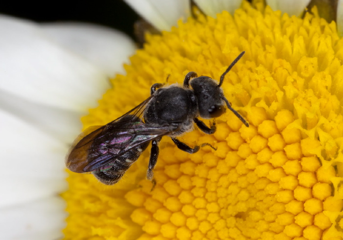 Stelis (Stelis) coarctatus Megachilidae