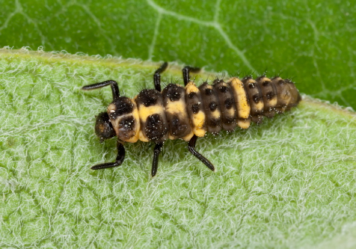 Coleomegilla maculata lengi Coccinellidae