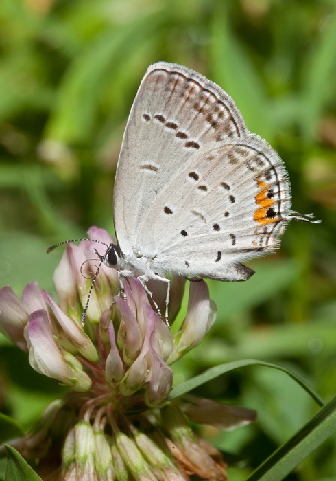 Everes comyntas Lycaenidae