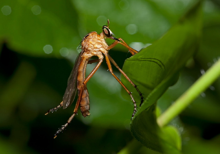 Diogmites neoternatus Asilidae
