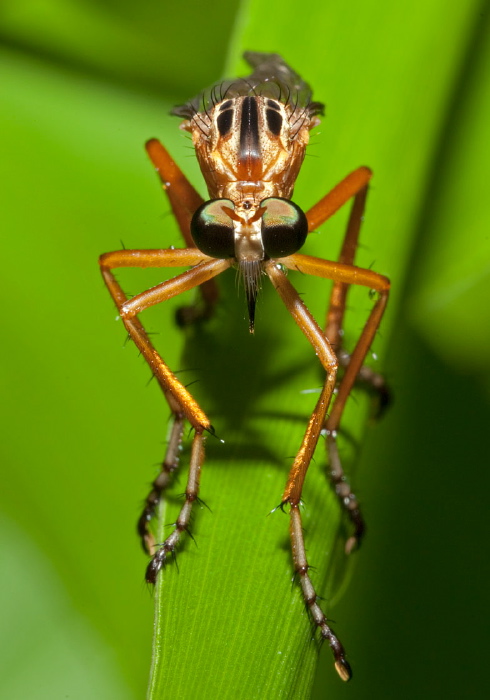 Diogmites neoternatus Asilidae