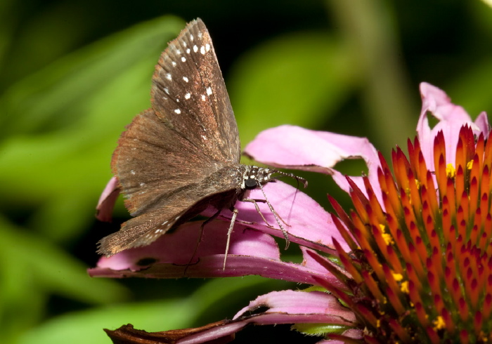 Pholisora catullus Hesperiidae