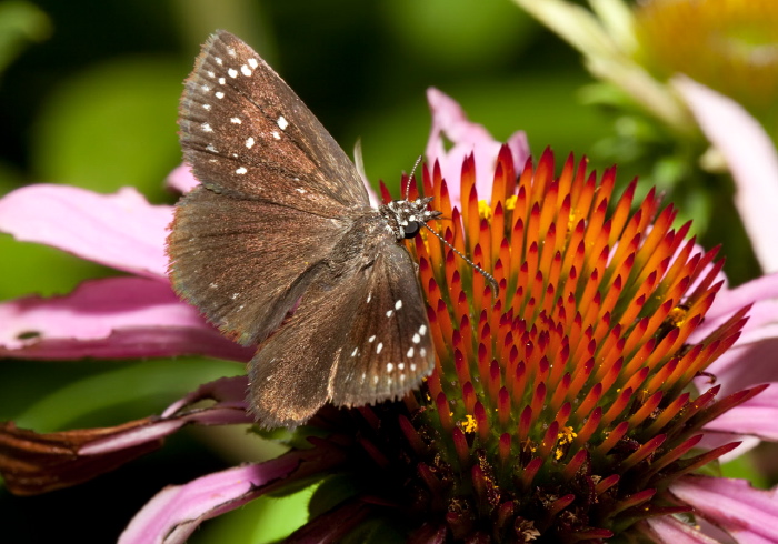 Pholisora catullus Hesperiidae