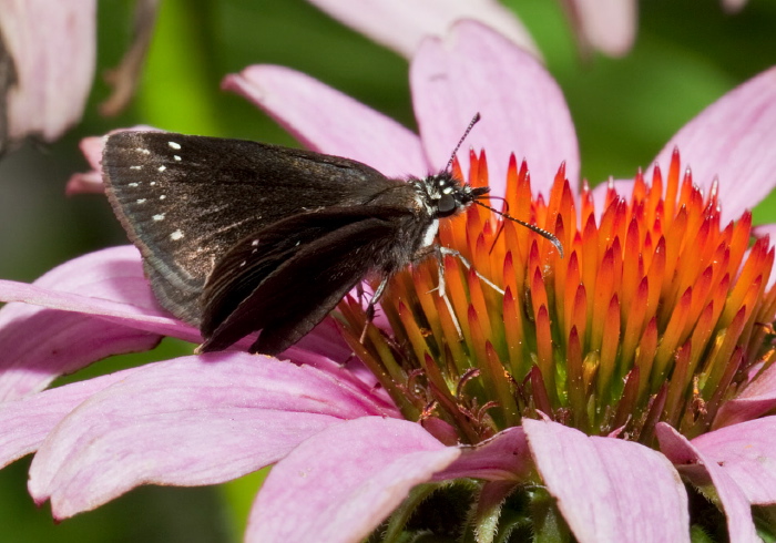 Pholisora catullus Hesperiidae