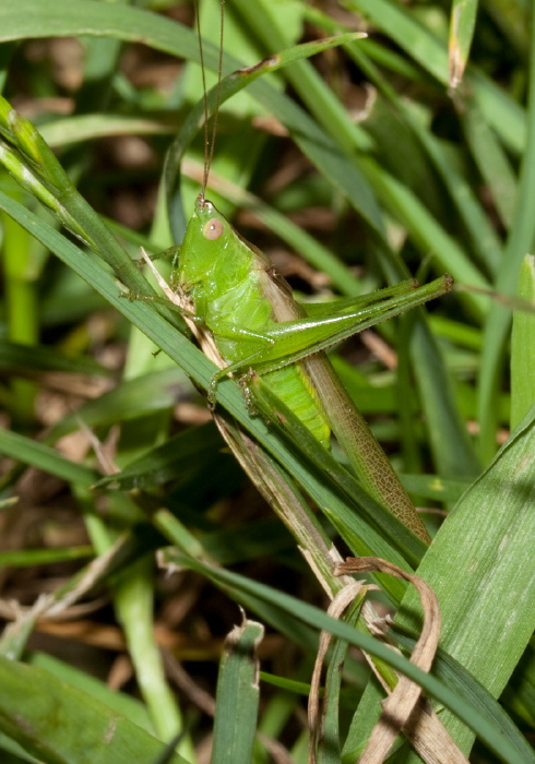 Conocephalus fasciatus Tettigoniidae