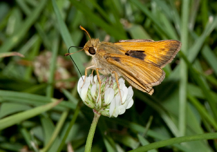 Atalopedes campestris Hesperiidae
