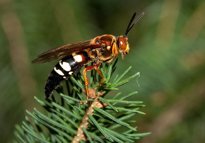 Sphecius speciosus Crabronidae