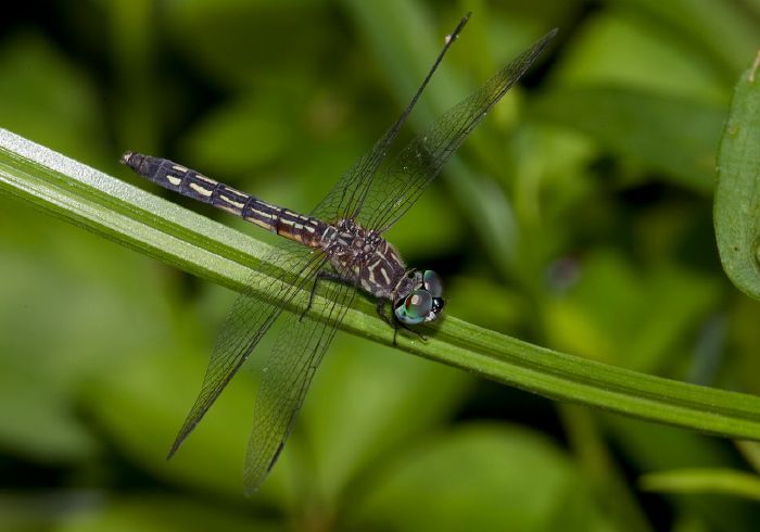 Pachydiplax longipennis Libellulidae