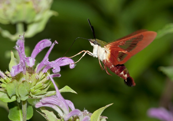 Hemaris thysbe Sphingidae