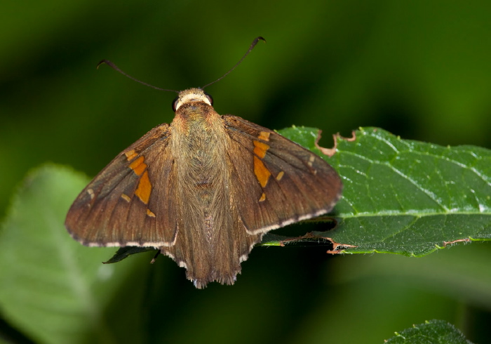 Epargyreus clarus Hesperiidae